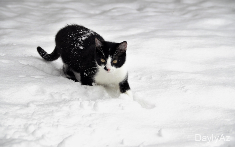 Sabah hava necə olacaq?