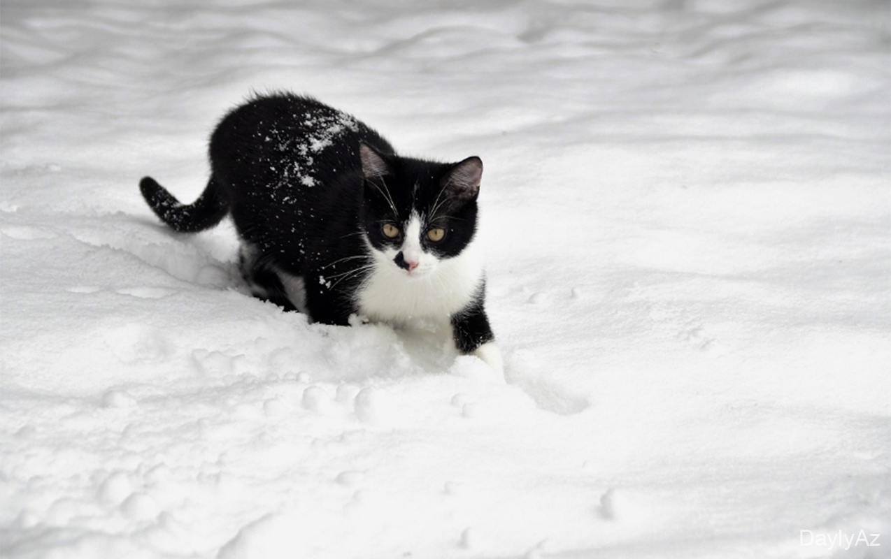 Sabah hava necə olacaq?