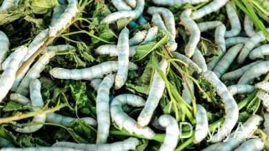 ipekqurdu haqqında melumat