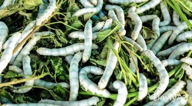 İpəkqurdu Haqqında Tam Məlumat | Biologiyası, Yetişdirilməsi və İpək İstehsalı