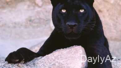 bebir haqqinda melumat