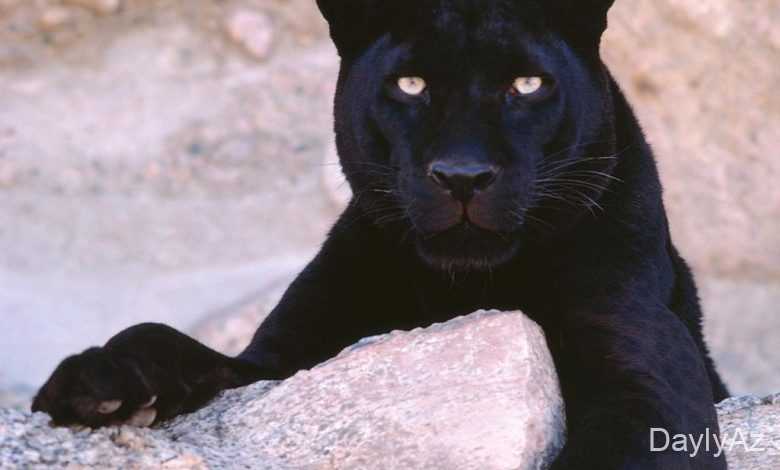 bebir haqqinda melumat