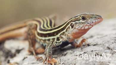 kertenkele haqqinda melumat