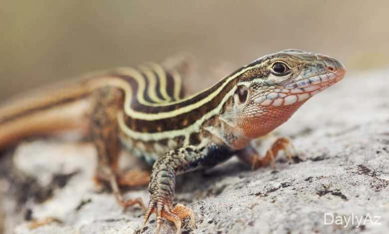 kertenkele haqqinda melumat