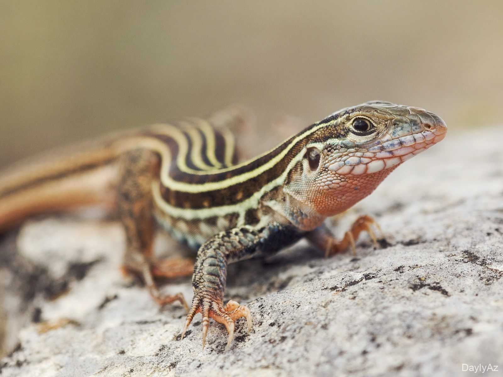 Kərtənkələ Haqqında Məlumat | Növləri, Qidalanması və Davranışı