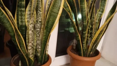 sansevieria gulu haqqinda melumat