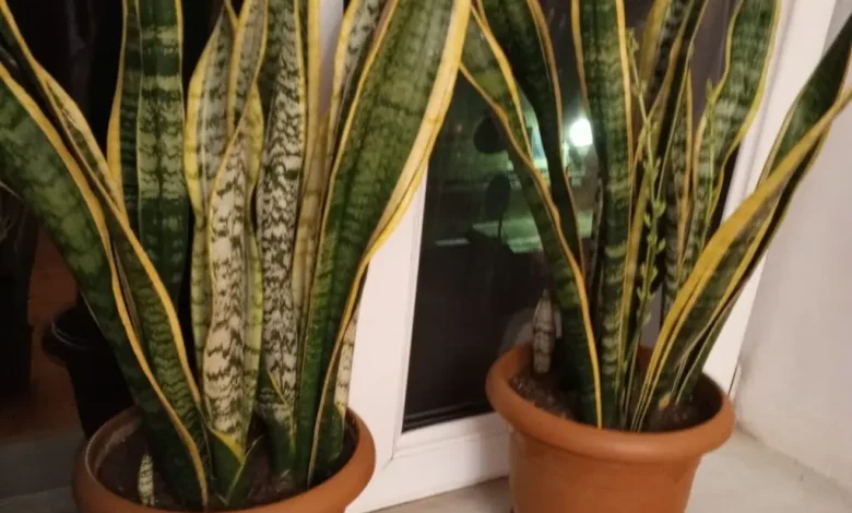 sansevieria gulu haqqinda melumat