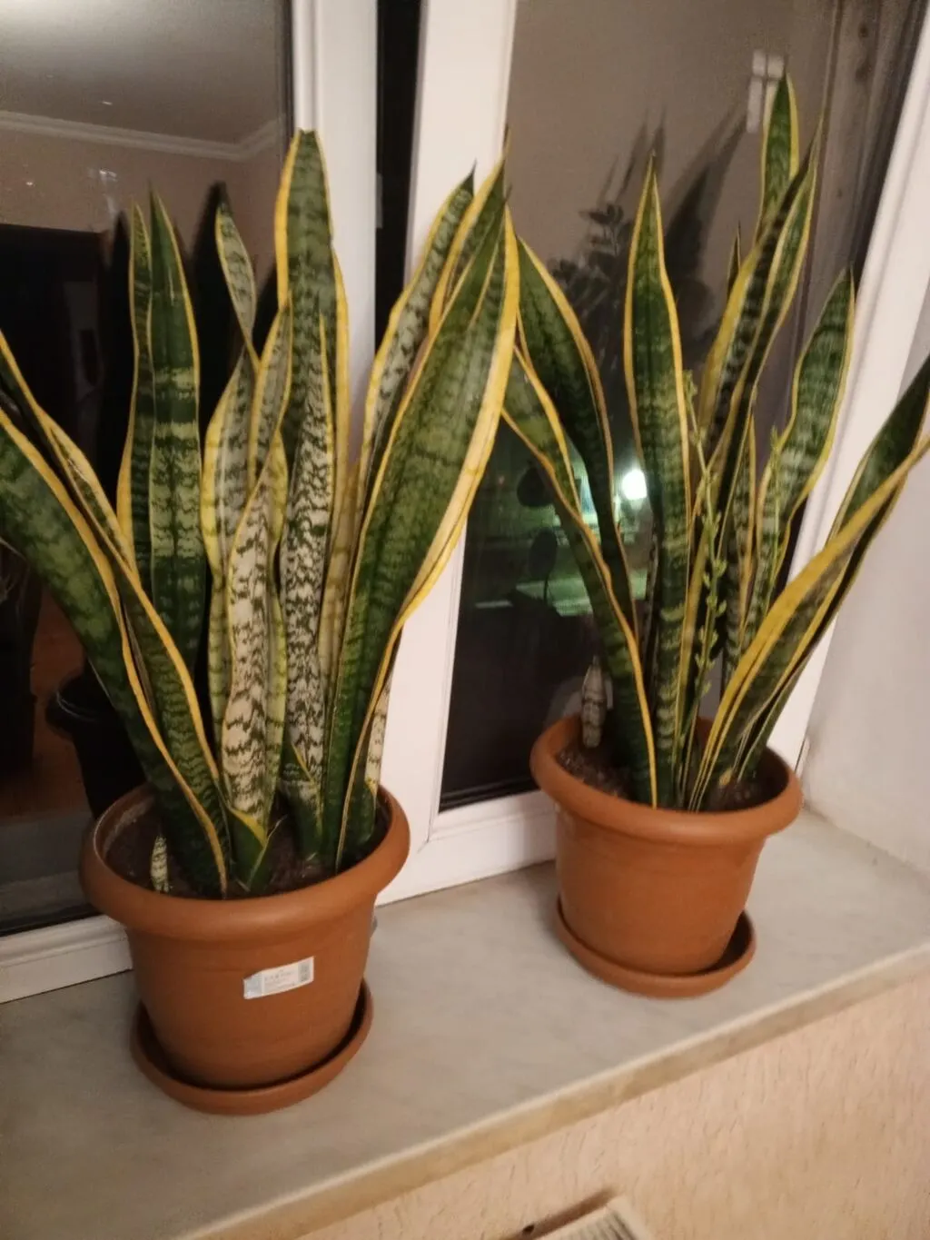 Sansevieria Gülü: Baxımı, Növləri və Sağlamlığa Faydaları