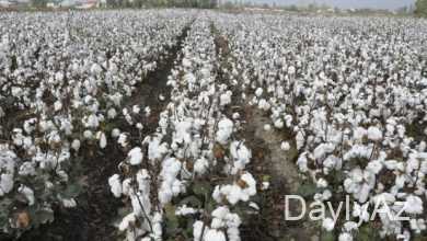 pambiq haqqinda melumat