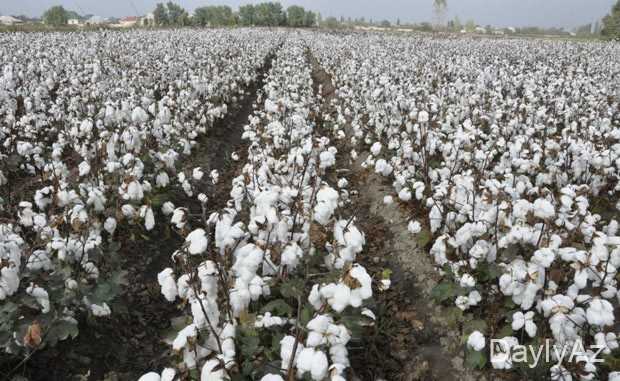 pambiq haqqinda melumat