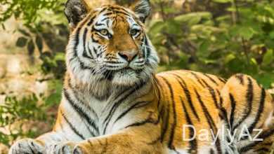 peleng haqqında melumat