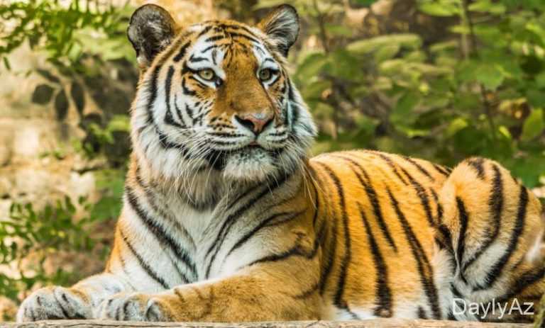 Peleng Haqqında Tam Məlumat – Yaşayış, Biologiya və Qorunma