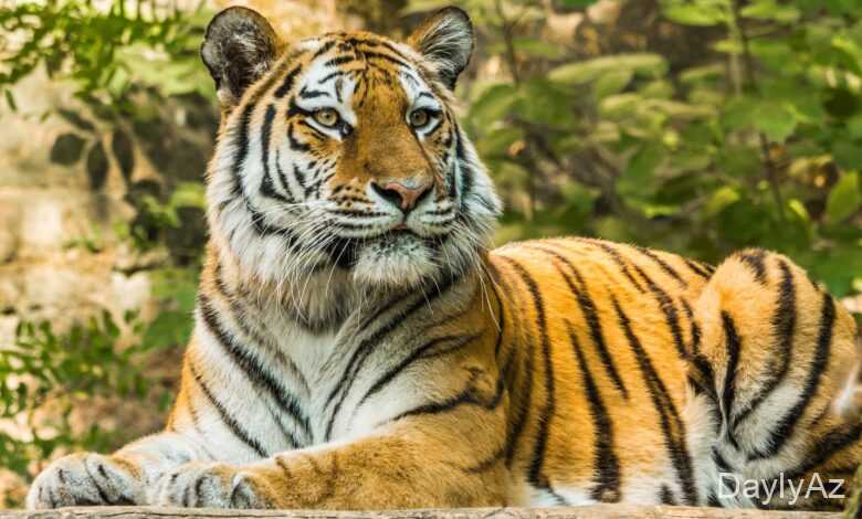 peleng haqqında melumat