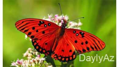 kepenekler haqqinda melumat