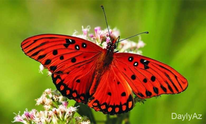 kepenekler haqqinda melumat