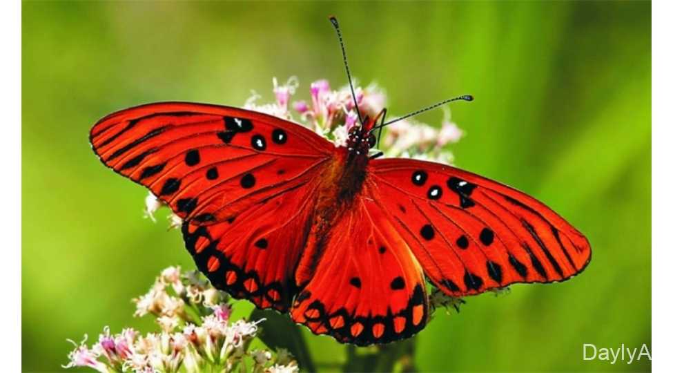 Kəpənəklər Haqqında Məlumat – Növləri, Həyat Dövrü və Xüsusiyyətləri