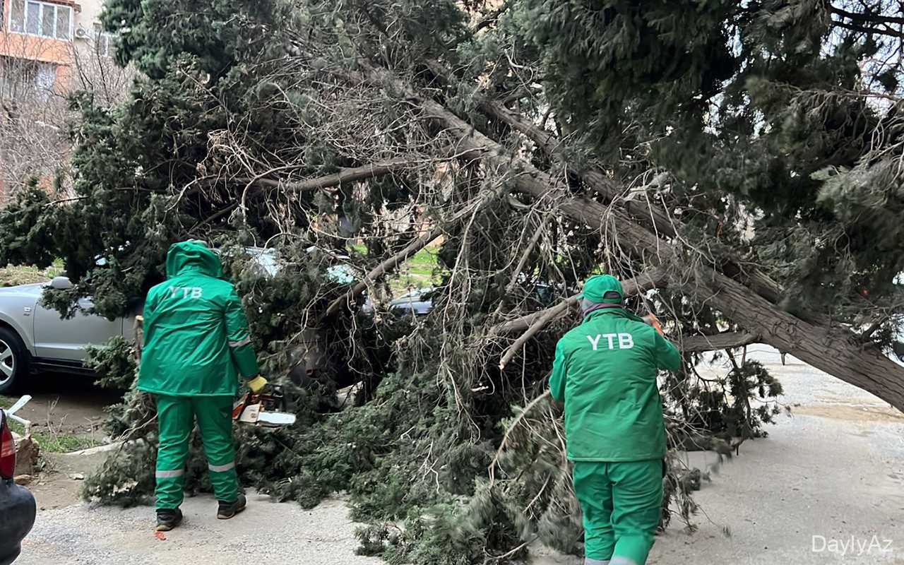 Bakıdakı güclü küləkdə 19 ağac qırıldı 
							 – Fotolar