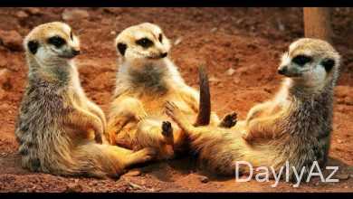 manqust haqqında melumat