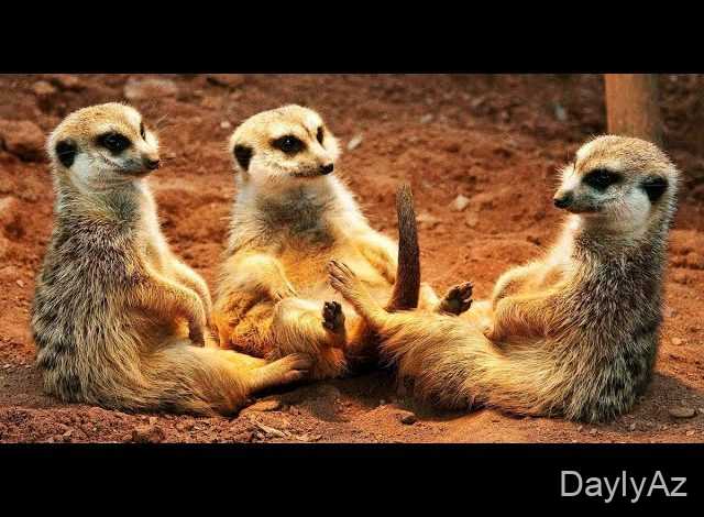 manqust haqqında melumat