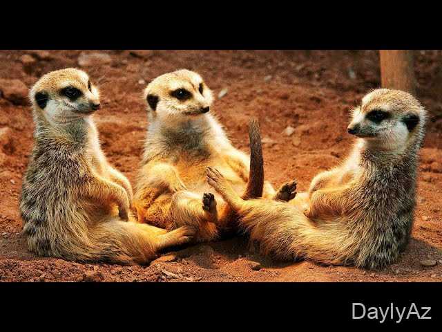 Manqust Haqqında Məlumat – Xüsusiyyətləri, Növləri və Yaşayış Tərzi