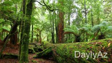 mese haqqinda melumat