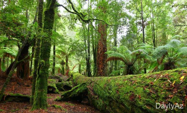 mese haqqinda melumat