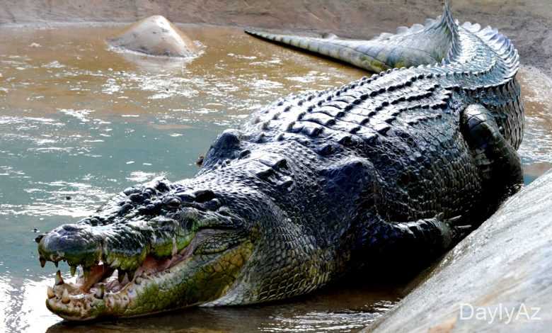 timsah haqqinda melumat