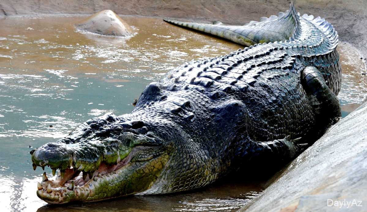 Timsah Haqqında Tam Məlumat | Növlər, Davranış, Qidalanma və Ekosistem