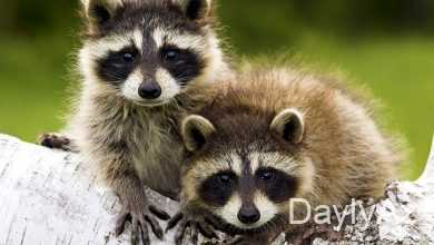 yenot haqqinda melumat