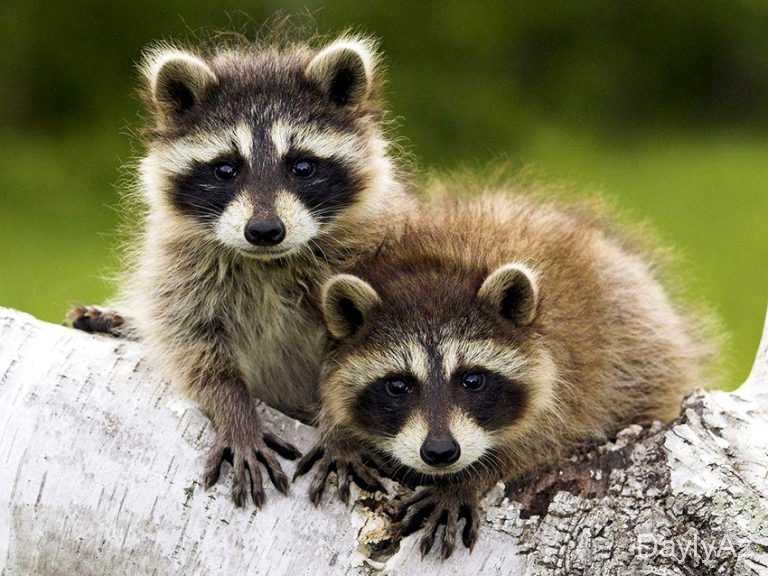 Yenot Haqqında Ətraflı Məlumat – Biologiyası, Davranışı və Yaşayış Sahəsi