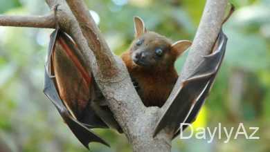 yarasa haqqinda melumat