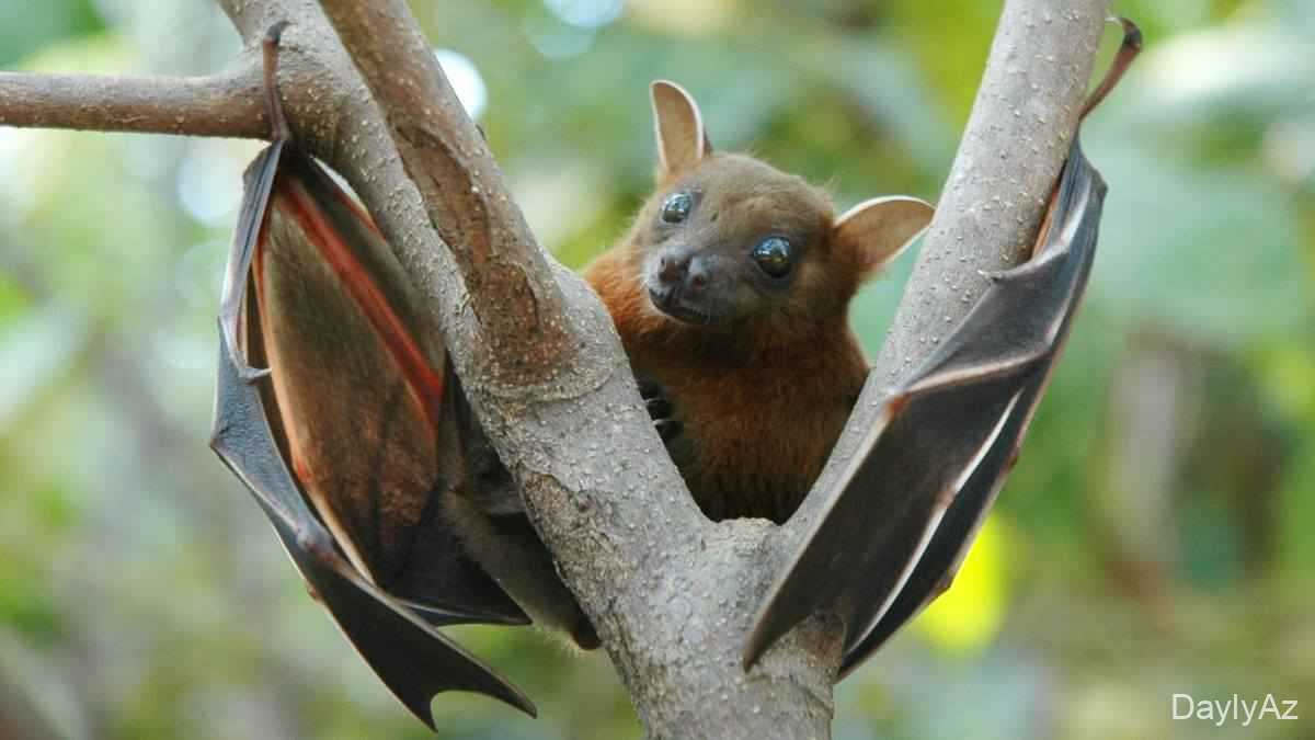 Yarasa haqqında məlumat – Növləri, yaşayış mühiti və ekoloji əhəmiyyəti