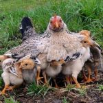 Yuxuda Toyuq Cücə Görmək – Mənası, Şərhləri və Simvolikası