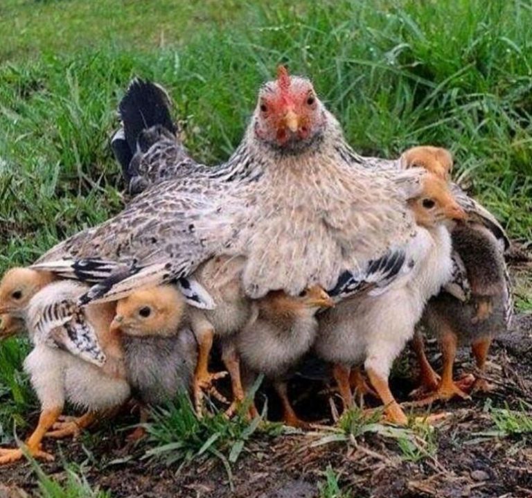 Yuxuda Toyuq Cücə Görmək – Mənası, Şərhləri və Simvolikası