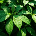 Amazonun Sirri: Xərçəngə Qarşı Dərman Bitkiləri – Gözlənilməz Faktlar