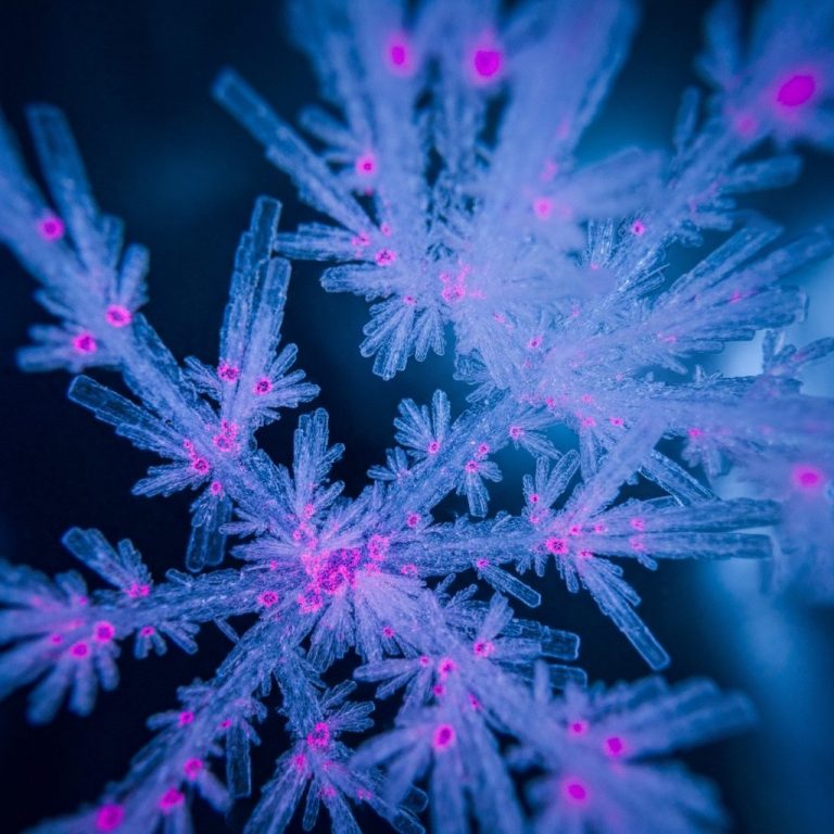 Antarktida buzlarında gizlənən mikroblar: Uzunömürlülüyün sirri kəşf olunurmu?