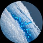 Antarktida buzlarından çıxan super-bakteriyalar: İnsanlığın yeni sağlamlıq sirri?