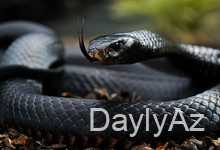 yuxuda qara ilan gormek