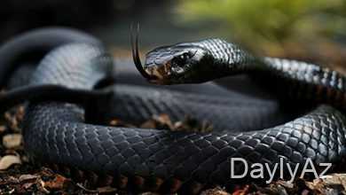 yuxuda qara ilan gormek