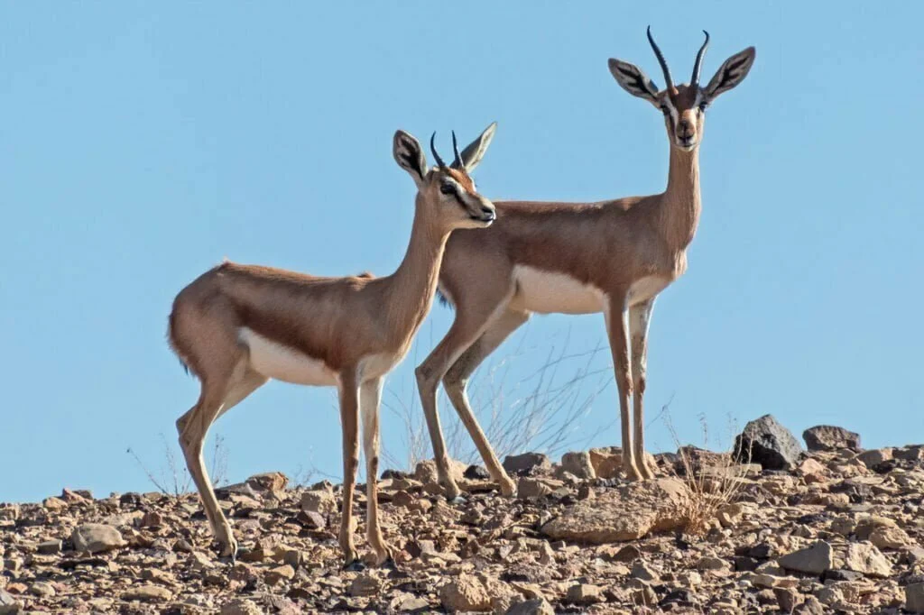 Yuxuda Ceyran Görmək – Mənası, Yozumları və Psixoloji Təhlil