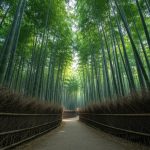 Kyotonun Gizli Bambuk Meşələri: Yaponiyada Sakin Güzərgahlar Kəşf Edin