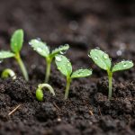 Mikro-Göyərtilər: Dünyanın Ən Gözlənilməz Sağlamlıq Bombalarının Sirri