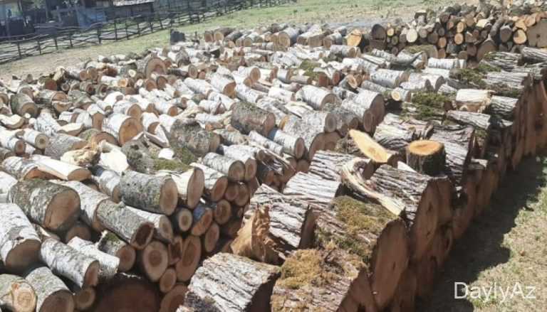 Odun Yaranması Haqqında Məlumat – Ağacda Odunun Necə Formalaşması və Xüsusiyyətləri