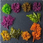 Qəribə Dadlılıqlar: Dünyanın Ən Gözlənilməz Dəniz Yosunları ilə Sağlamlıq Bombaları