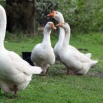 Yuxuda Qaz Görmək – Mənası, Təfsiri və Gizli Mesajlar