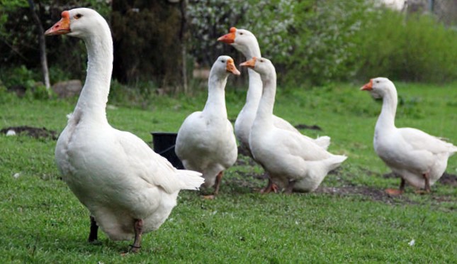 Yuxuda Qaz Görmək – Mənası, Təfsiri və Gizli Mesajlar