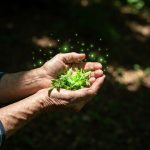 Afrika Şaman Bitkiləri: Alzheimer Xəstəliyinin Müalicəsində İnqilab Yarada Biləcək Gizli Sirlər