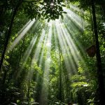 Amazon Meşələrindən Ekoloji Məhsullarla Milyon Dollarlıq Biznes: Braziliya Modeli