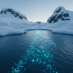 Antarktida buz altı mikrobları: Uzunömürlülük sirri elm adamlarının diqqətində