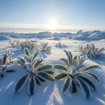 Arktika Bitkiləri: Soyuqdəymə və İmmunitetə Təsir Edən Qeyri-adi Fəaliyyətləri